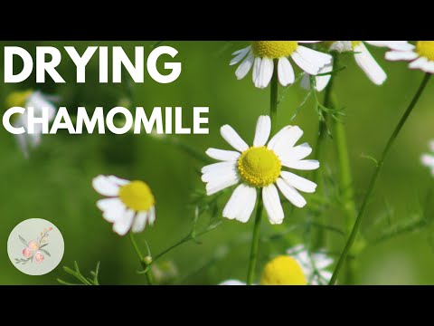 The Herb Garden How to Dry Fresh Chamomile Flowers