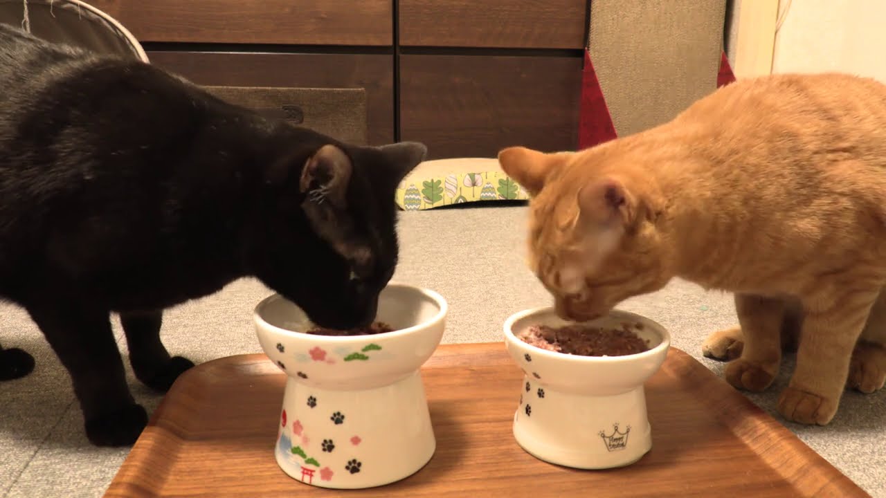 猫の日（2月22日）に猫が猫缶を食べるだけの動画