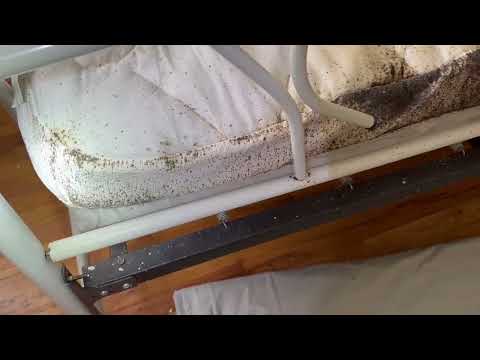 Another Bad Bed Bug Problem in Long Branch, NJ