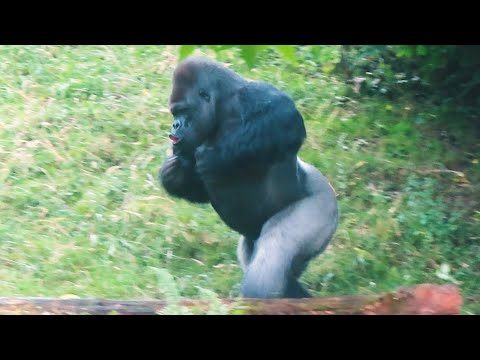 銀背Lomako (Makongo的爸爸)Silverback Lomako,Gaia Zoo, Netherlands#金剛猩猩 #gorilla