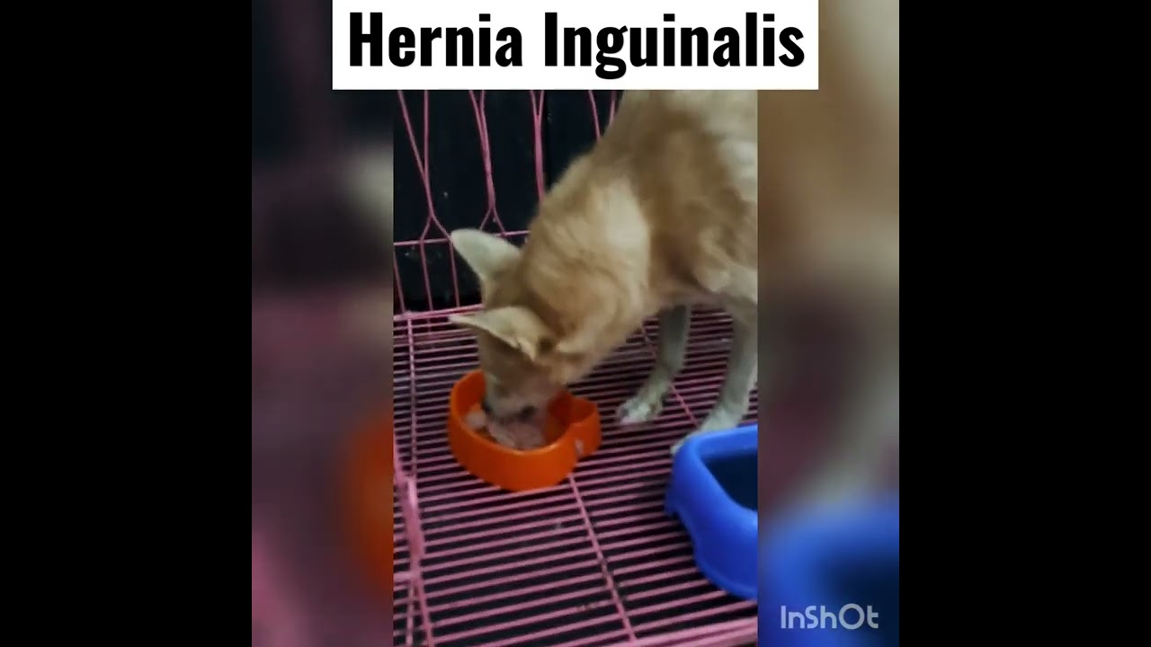Hernia Inguinalis pada anjing domestik. Hari ke 2 Operasi langsung lahap makan.