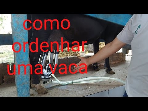 ENSSINANDO A TIRA LEITE EM ORDENHA DE MANEIRA SIMPLES!