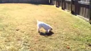 Gracie Good Dog Rescue