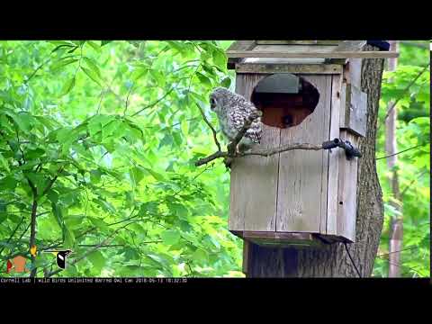 Owlet #3 finally fledges 5/13/18