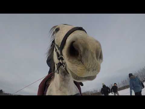 Zimowe szaleństwa Stajnia Astra