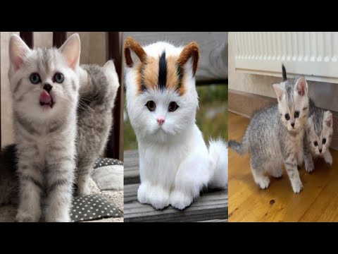 cute cat ! cat ! cute cats ! tiny kittens ! new born kittens ! baby cat ! so cute cat ! #catvideo