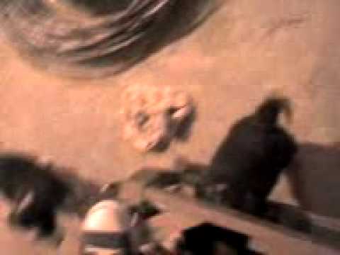 cachorritos de diva, prisca, vilma, bolt, miztly, dixie i hermanitos