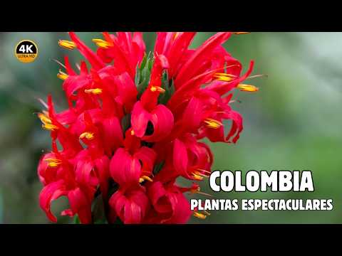 COLOMBIA: Paraíso De PLANTAS Hermosas y Espectaculares | Documental MEGA-EPISODIO