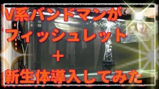 フィッシュレット&レインボースネークヘッド&バルーングリーンテラー導入