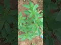 Dawa Ya Kufungu Na Kutoa Mikosi Na Mabalaa Kifumbasi Mnauhitaje Uko Qwenu