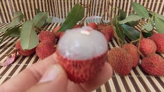 How to Grow Lychee Trees from Seeds