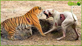 Dangerous, The Moment A Dog Is Caught In The Sights Of a Tiger And Leopard... What Will Happen?