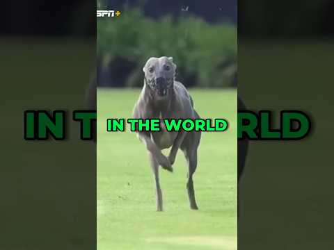 This Dog Can Outrun a Cheetah! #animals #fact #greyhound #cheetah