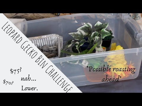 Leopard gecko bin set up challenge *BROKE EDITION* | WinslowThaDragon