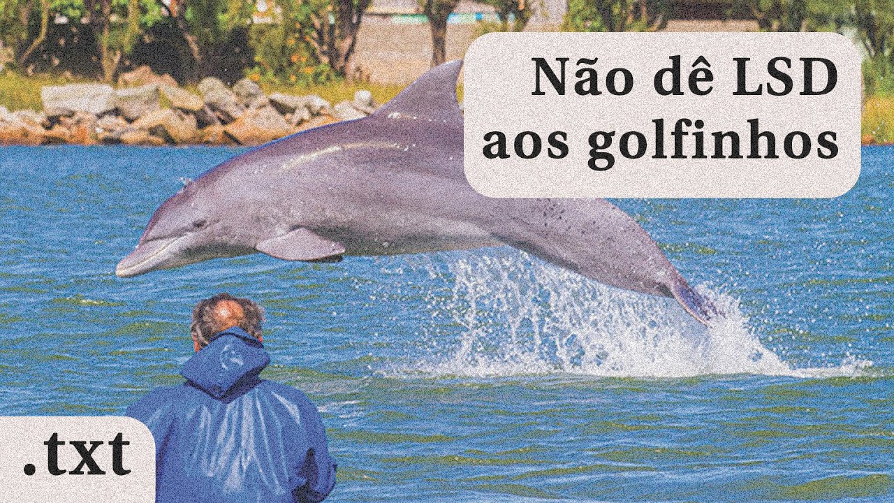 LAGUNA SÓ TEM GOLFINHO TRABALHADOR