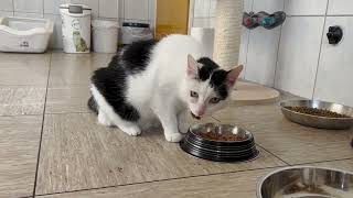 Tierschutzverein Witzenhausen: Diese Katzen suchen ein neues Zuhause
