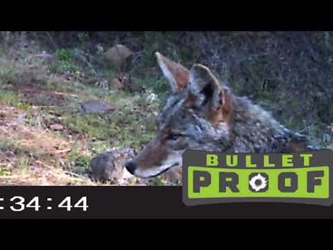 Primos bullet proof trail cameras review