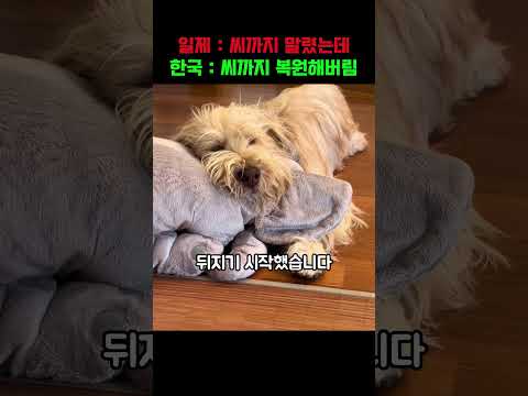 일제강점기에  싹 멸종된 조선 바둑이, 한국이 극한의 확률을 뚫고 복원에 성공한 충격적인 방법 ㄷㄷ