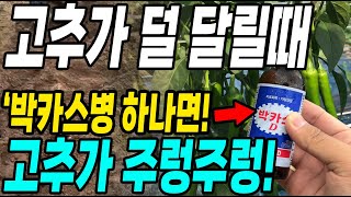 고추가 덜 달릴때 박카스 한병이면 고추가 주렁주렁! 고추 다수확 대박!