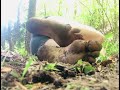 Muddy Feet Play Goddess Ashley Nicole