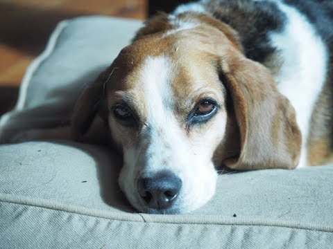 Watson, an adopted Beagle in Guelph, ON_image-1