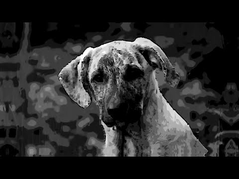 DARK RITES - ANIMAL RIGHTS [OFFICIAL LYRIC VIDEO] (2020) SW EXCLUSIVE