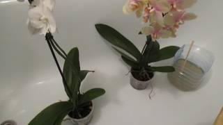 Обработка орхидей от вредителей видео
