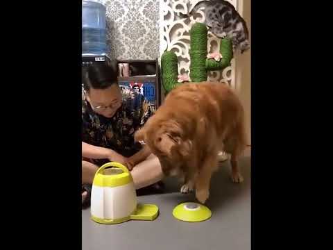 funniest animal videos of 2022 - funny golden retriever dogs and cutest golden puppies  V.18380 #fu