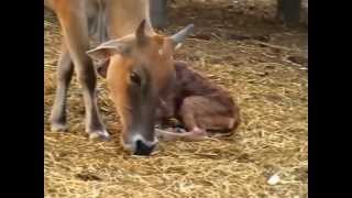 preview picture of video 'Birth of a Calf    Thailand   2005'