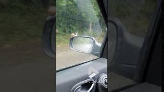 videos de risa  el caracol en el carro