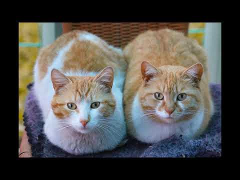 Anna vierellesi tulla..