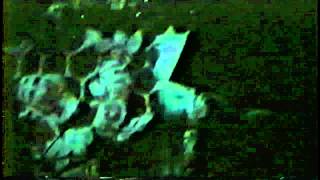 Butthole Surfers (Boston 1996) [05]. Jingle of a Dog&#39;s Collar