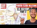 Relation Of Parotid Gland Anatomy Parotid Gland Relations Anatomy Parotid Gland Anatomy In Hindi
