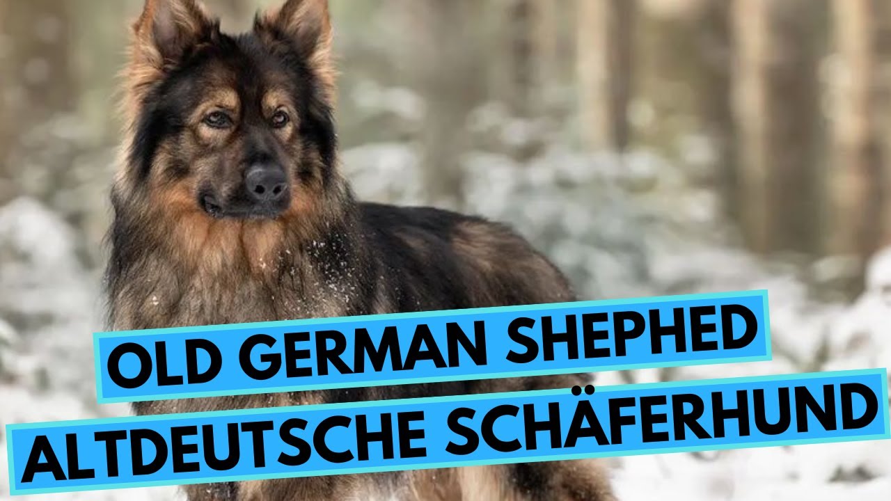 What’s the oldest German Shepherd? More REF
