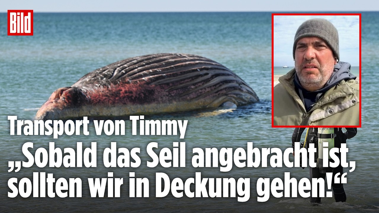 WAL TIMMY: Dänen wollen Buckelwal-Kadaver ins Meer ziehen – BILD-Reporter vor Ort in Anholt