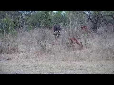 Djuma: Wildebeest bull and Impalas - 14:52 - 09/17/21