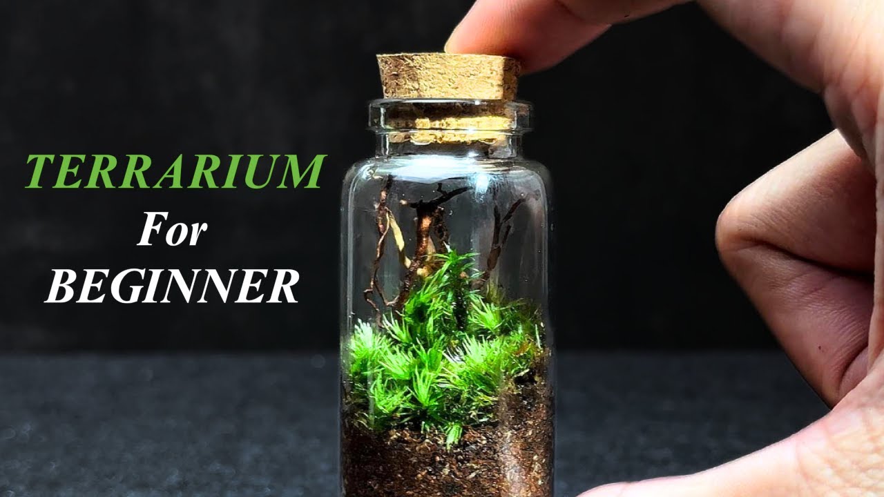How To Make a Beginner Terrarium! Beginner Friendly Tutorial