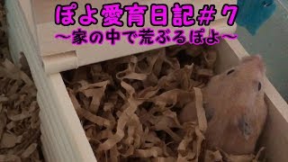 ぽよ愛育日記＃７「家の中で荒ぶるぽよ」【ゴールデンハムスター】