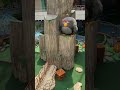 Nickelodeon Universe Angry Birds Mini Golf Dia Explores American Dream Mall New Jersey USA