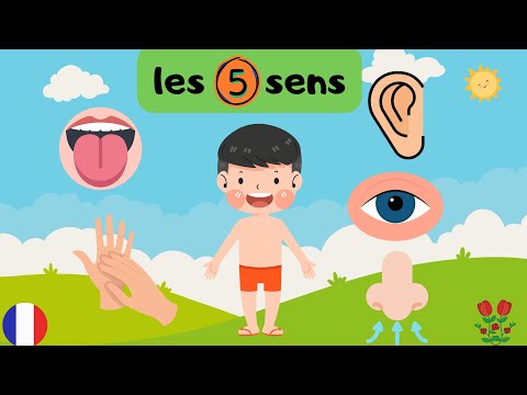 les 5 sens en français