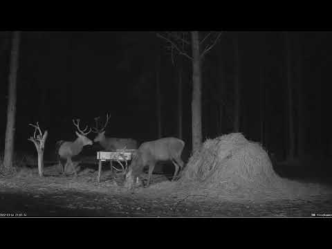 Hirvekaamera Saaremaal 2022-01-04 Jumping over the feeder