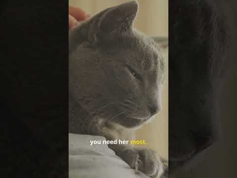 Unseen heroes: The silent bond between therapy cats and their humans  #cat #catshorts #funnyshorts