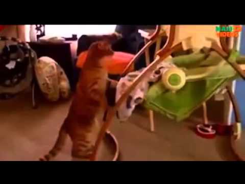 Cats taking care of babies