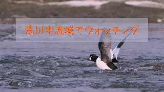 荒川中流ウォッチング ー水鳥と岸辺の小鳥たちー