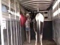 Patches-loads-on-trailer-black-white-spotted-saddle ...