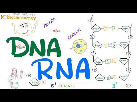 DNA & RNA - Inteoduction to Molecular Biology 🧬