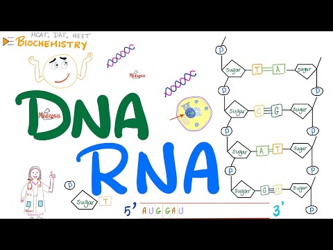 DNA & RNA | Molecular Biology 🧬