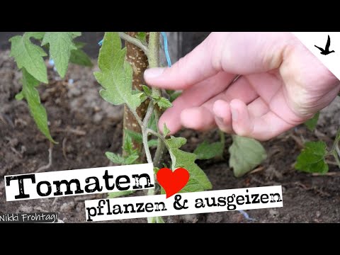 , title : 'Tomaten pflanzen, ausgeizen, düngen & pflegen🚩Schritt für Schritt erklärt.'