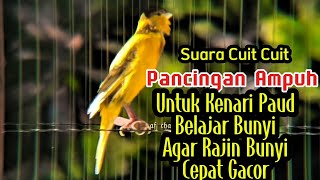 Download lagu SUARA PANCINGAN KENARI PAUD BELAJAR BUNYI CUIT CUIT AGAR RAJIN BUNYI CEPAT GACOR mp3