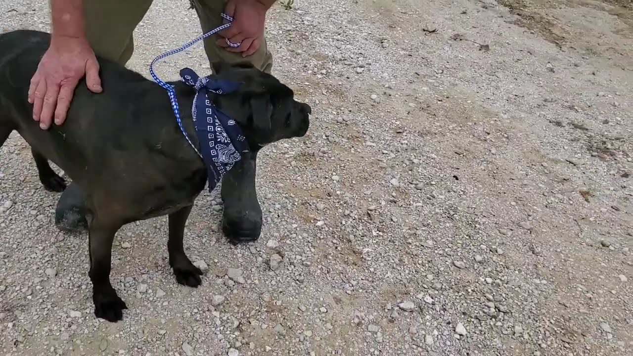 Enlarge Bob, a ADOPTABLE mixed breed in Bandera, TX video 1/2